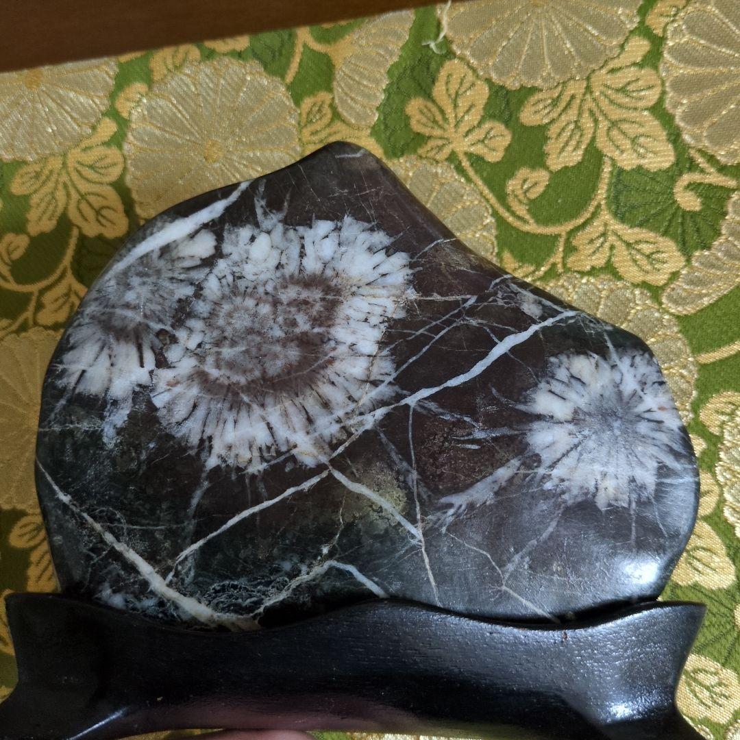 【最終価格】特別天然記念物 岐阜県根尾谷 菊花石