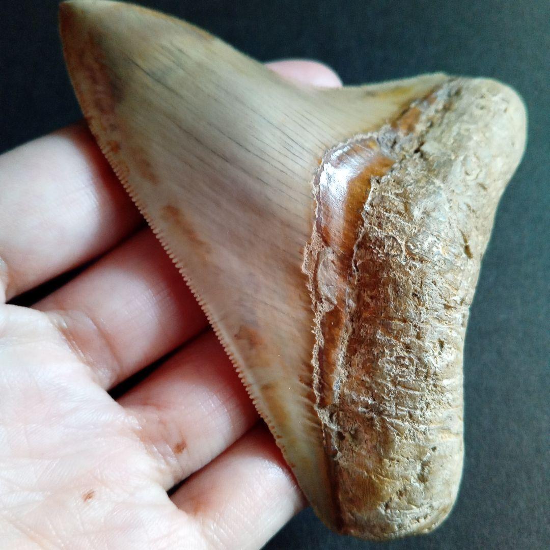 サメの歯化石　インドネシア　 メガロドン